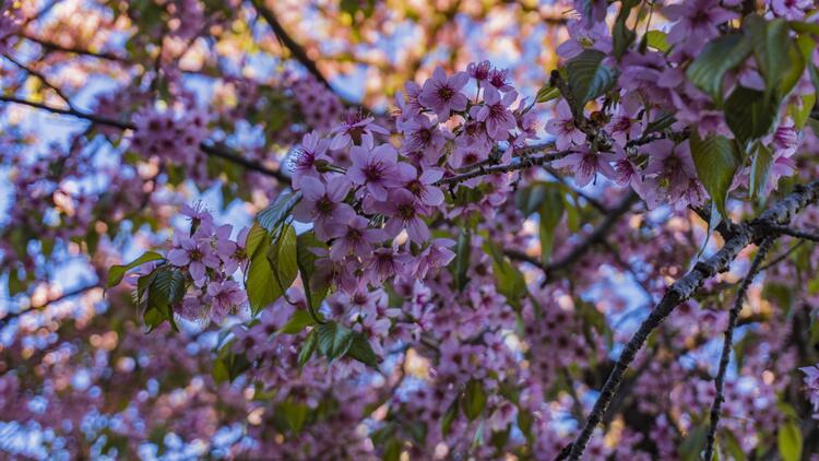 cherry blossoms